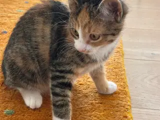 2 legesyge kattekillinger bortgives.