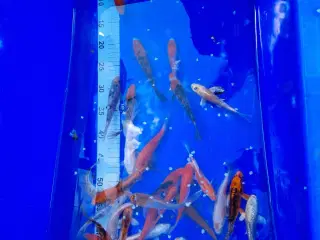 Koi karper