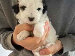 Maltipoo hvalpe