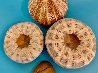 Konkylier, søpindsvinskaller, fossil sælges
