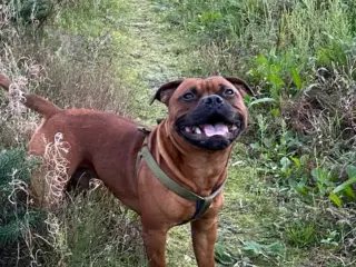 Staffordshire Bullterrier hvalpe 