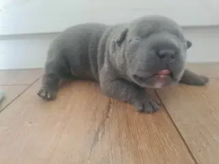 Blu Dreng Abkc American Bully