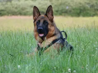 Schæferhund til omplacering 
