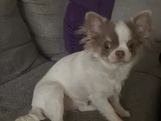 Chihuahua tæve