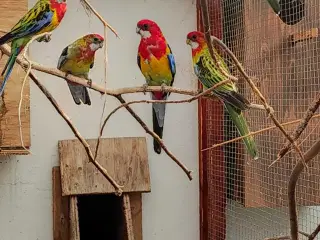 Gulrygget rosella parakit