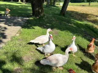 Moskusænder sælges 