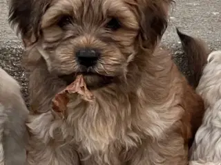 Bichon Havanais hvalp