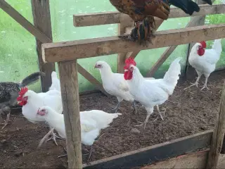 Ung hane og to høns, stadig 