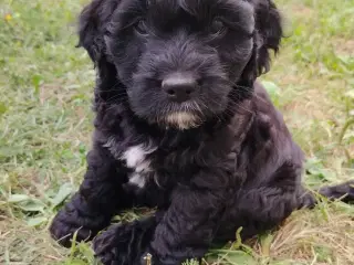 Søde Cockapoo hvalpe