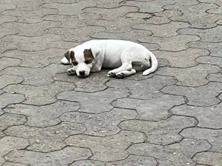 Jack Russel Terrier Hvalpe