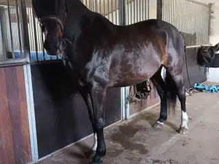 Hurtig handel ønskes grundet graviditet - sød DV