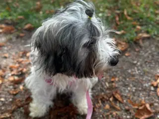 Bichon Havanais 
