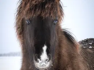Skønneste islænder hoppeføl!