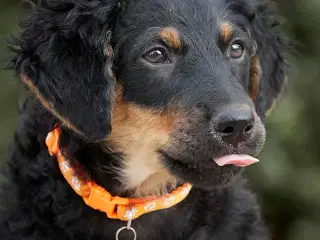 Adopter A-kuldet💗