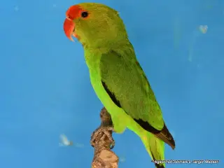 Taranta Dværgpapegøje