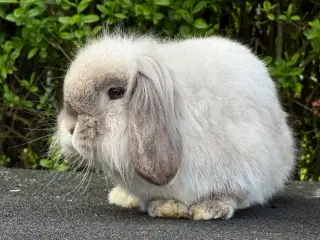 Mini lion lop med enkelt manke