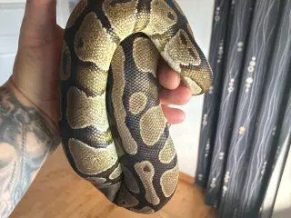 Konge pyton 