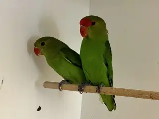 Taranta Dværgpapegøje