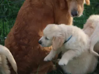 Verdens smukkeste Golden Retriever