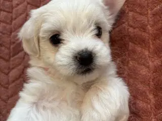 Bichon Malteser hvalpe 💝🐩