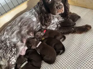 Ft Cocker spaniel 