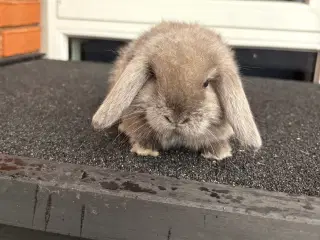 Mini lop han kanin 