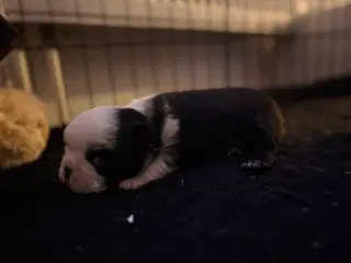 Nala og Ronja søger et nyt hjem. 