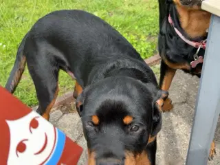 Rottweiler søger nyt hjem