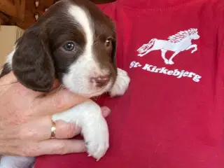 Springer Spaniel Klar til Ny 🏠 Nu