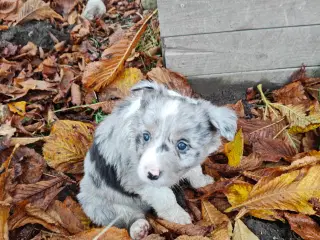 Sødeste Border collie hvalpe