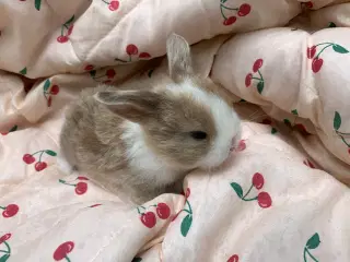 Mini lop stk pris 100% ægte