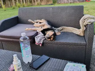 Blandingshund 6 år gives væk
