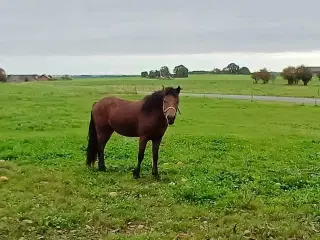 Den kommende stævne pony