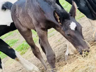 Barok pinto hoppeføl