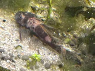 🐟 LDA16 Ancistrus maller – sunde og aktive 