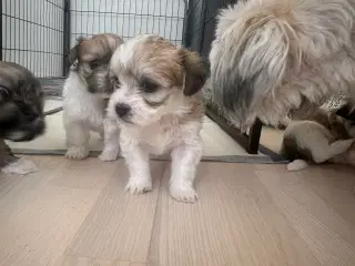 Lhasa apso - Coco