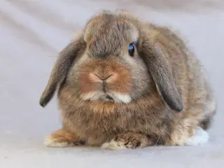 Mini lop hankanin