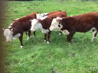 Hereford