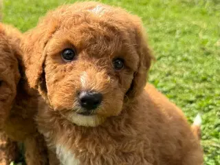 Goldendoodle babyer 🥰🐾