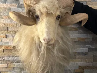 Vædderhoved 