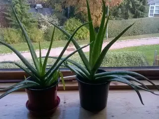 Aloe Vera potteplanter