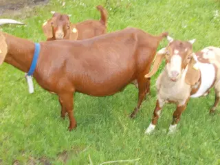 boergeder