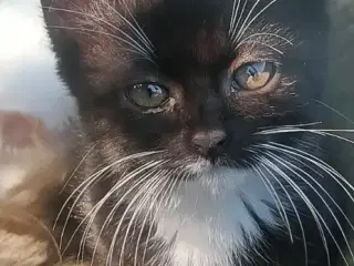 Maine Coon, Angora og huskat blanding