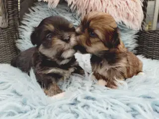 Lhasa apso hvalpe med stambog 