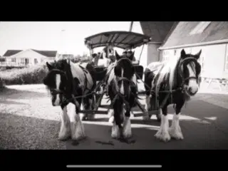 Irish cob hoppe