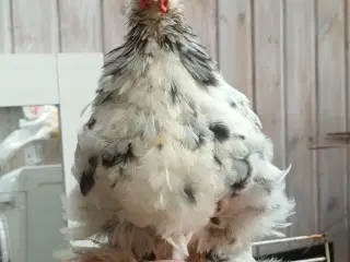Hanekylling