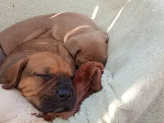 Store kraftige Cane Corso x Rottweiler mix