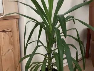 Stueplanter 