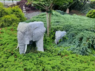 Granit elefanter