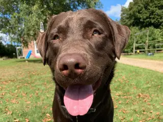 Brun labrador